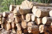 قاچاق چوب در مازندران کاهش یافت