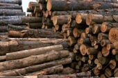 اشتغال ۲۰۰۰ نفر در صنایع چوب و کاغذ گیلان به دولت ارائه می شود
