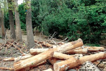 حمله آتشین قاچاقچیان چوب به جنگلبانی