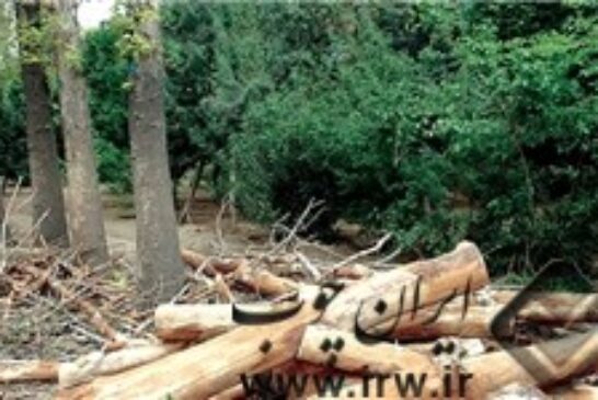 انقراض جنگل‌ها معضلی برای تهیه چوب مورد نیاز درودگران