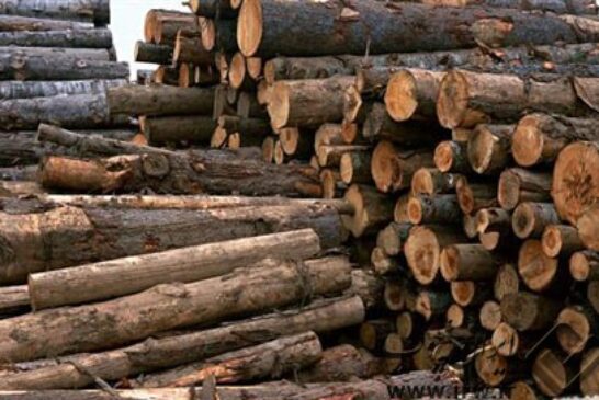 ضوابط جدید واردات چوب چهارتراش گردو اعلام شد