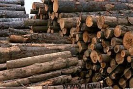 حذف جرایم مربوط به قاچاق چوب از عوامل افزایش قاچاق