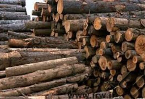 حذف جرایم مربوط به قاچاق چوب از عوامل افزایش قاچاق