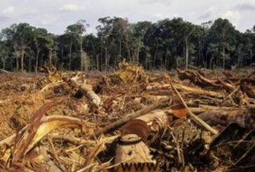 بازداشت ۱۵۵ قاچاقچی چوب درخت در میانمار