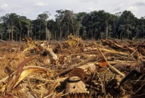 بازداشت ۱۵۵ قاچاقچی چوب درخت در میانمار