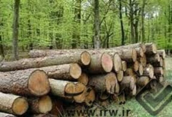 راه اندازی نخستین شرکت تعاونی زراعت چوب در فاروج