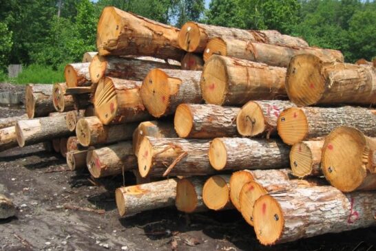 روسیه خواهان واردات تولیدات چوب و کاغذ مازندران است
