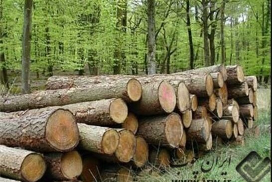 منابع طبیعی طارم با قاچاقچیان چوب به شدت برخورد می‌کند
