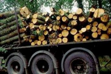 مامور سمج حفاظت منابع طبیعی قاچاقچی چوب را تا درب منزلش تعقیب کرد