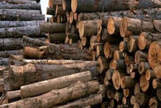 کشف ۴۰۰کیلو زغال و۲۹۰۰کیلو گرم چوب جنگلی