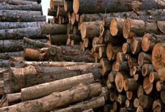 کشف ۴۰۰کیلو زغال و۲۹۰۰کیلو گرم چوب جنگلی