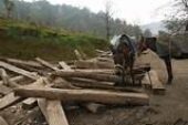 برداشت سالانه ۱۵۰ هزارمترمکعب چوب از جنگل های گلستان