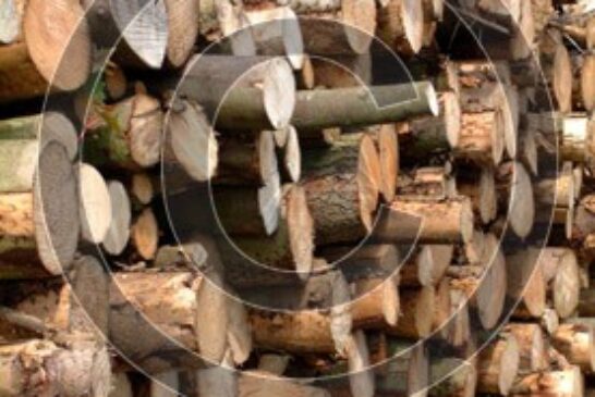 دلیل ضرورت حذف تعرفه واردات چوب
