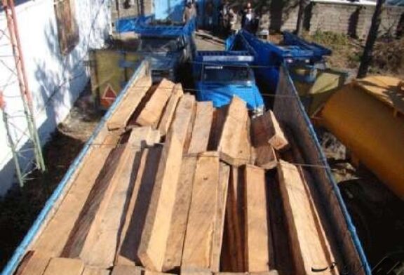بیش از ۱۸ هزار اصله چوب قاچاق در آستارا کشف شد