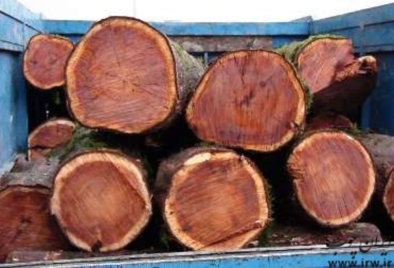 کشف ۱۸ تن چوب جنگلی قاچاق در گلستان