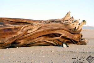 Paul-Murray-Giant-Driftwood-on-Karamea-Beach