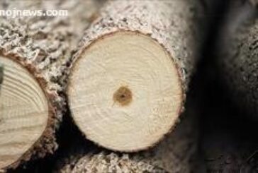 توسعه زراعت چوب بهره برداری از جنگل ها را متوقف می کند