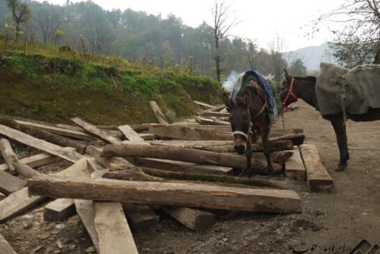 بهره برداری از جنگل ها کاملا متوقف شد/ کاغذ سازی با چوب وارداتی انجام می شود
