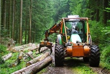 برداشت چوب از جنگل‌ها مطلقاً ممنوع شد