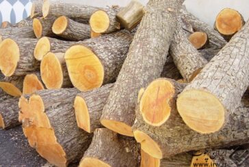 کشف چوب قاچاق راش به ارزش ۵۰ میلیون ریال در دامغان