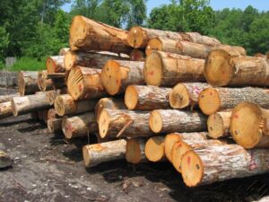 کشف ۱۰ تن چوب قاچاق در آمل