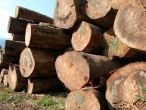 حدود ۱۰تن چوب آلات قاچاق جنگلی در آمل کشف وضبط شد