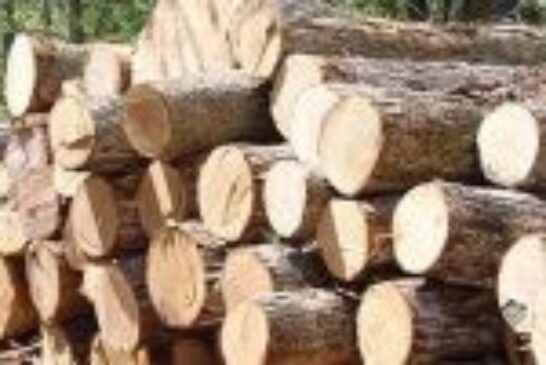 ساز و کار حذف دلالان از صنعت چوب در گیلان اجرایی می‌شود