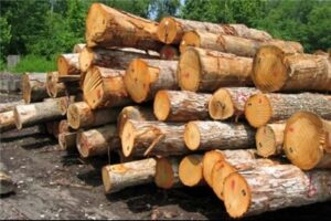 قاچاق چوب افزایش یافت