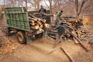 نابودی جنگل‌ها در صنعت چوب ایران