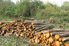 کشف بیش از ۵۰ تن چوب قاچاق در رضوانشهر