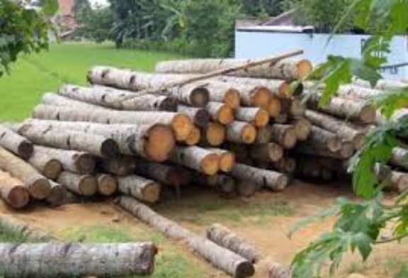 واردات چوب و مساله حفظ جنگل‌ها در مازندران