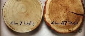 کشت درخت پالونیا و زراعت چوب