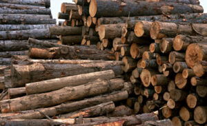 گرانی چوب‌آلات جنگلی و افزایش قاچاق آن در تالش