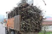کشف بیش از ۱۱ تن چوب غیر مجاز در خراسان جنوبی
