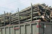 کشف و ضبط ۵ تن چوب جنگلی قاچاق در تنکابن